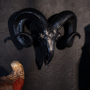 Black ram skull wall hanging - The Blackened Teeth - Gothic home decor