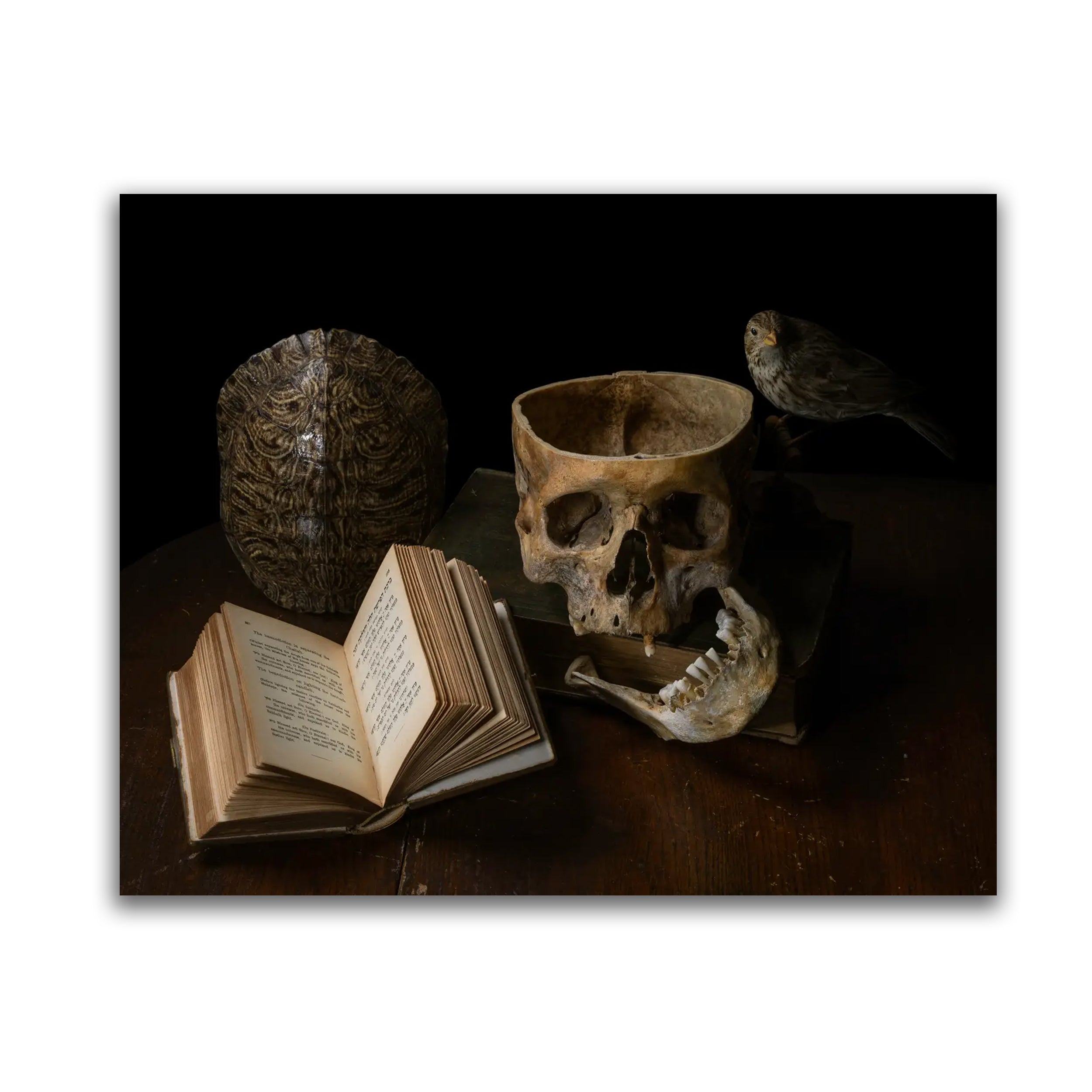 Venus - Limited edition fine art photography print 